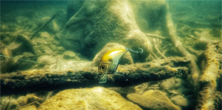 How and When to Target Bass With "Hunting" Squarebill Crankbaits How and When to Target Bass With "Hunting" Squarebill Crankbaits