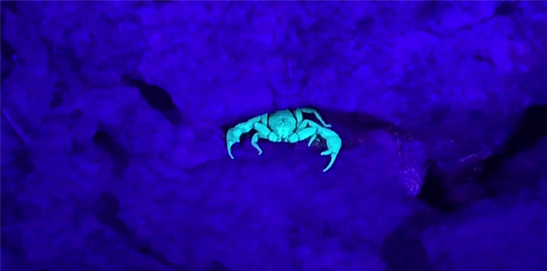 Video: Night Hikes at Texas State Parks Video: Night Hikes at Texas State Parks