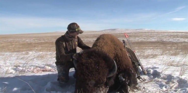Video: Bowhunt for Giant Buffalo Video: Bowhunt for Giant Buffalo
