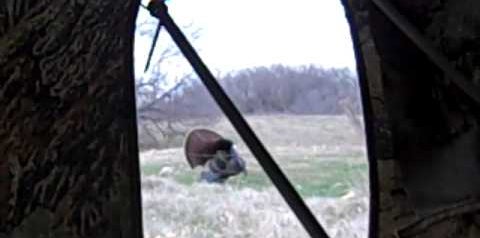 Turkey with a Bow-Magnus Bullhead Turkey with a Bow-Magnus Bullhead
